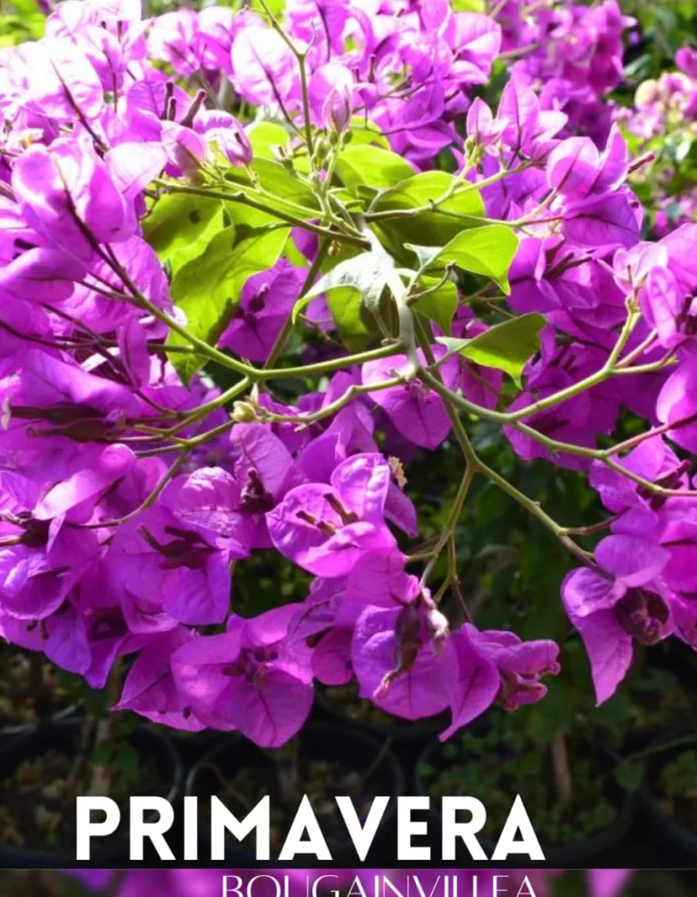 Bougainvillea roxa