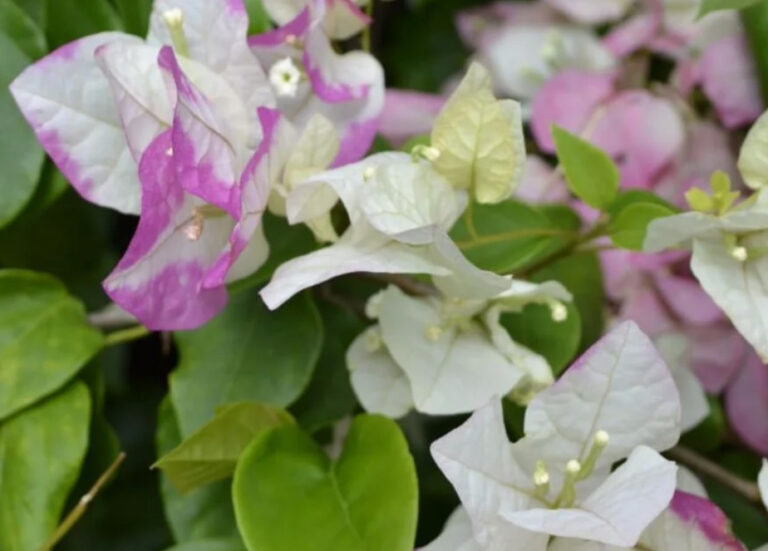 Bougainvillea bicolor