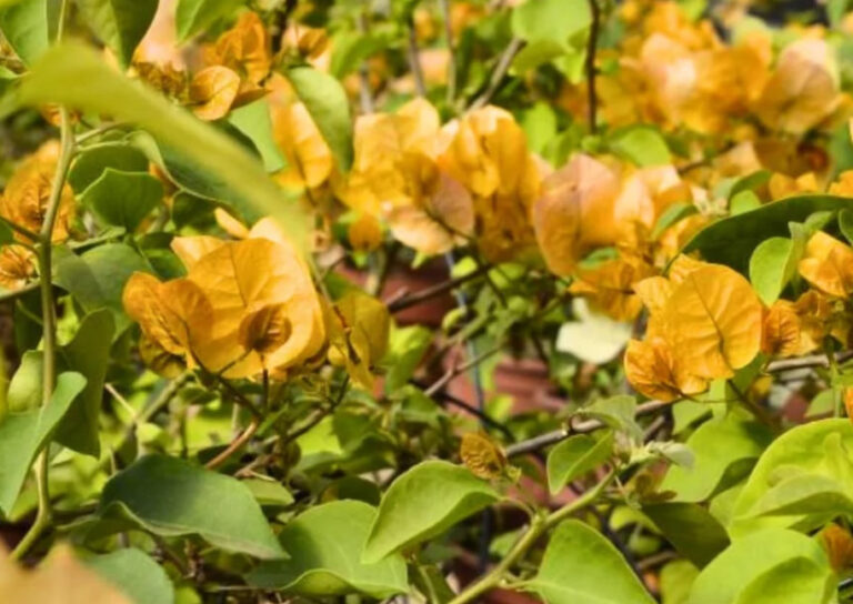 Bougainvillea laranja