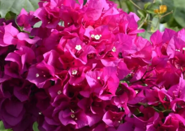 Bougainvillea pink