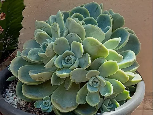 Graptoveria Fantome