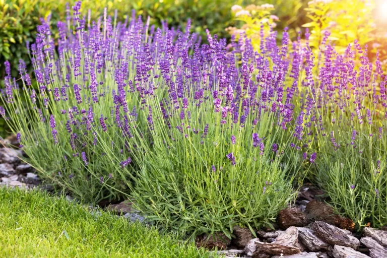 Lavandula Angustifolia