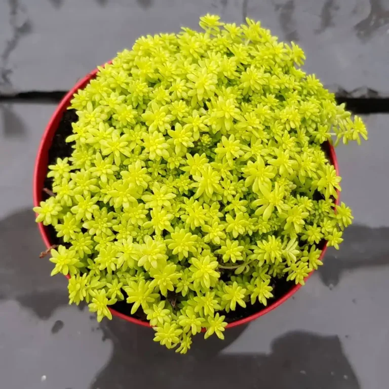 Sedum Japonicum