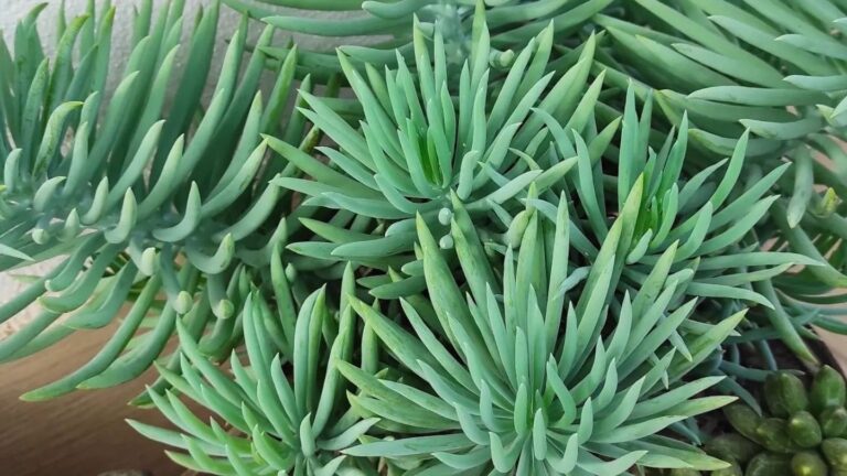 Senecio Vitalis