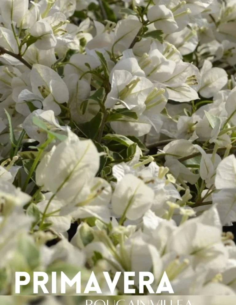 Bougainvillea branca