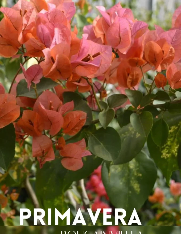 Bougainvillea fire