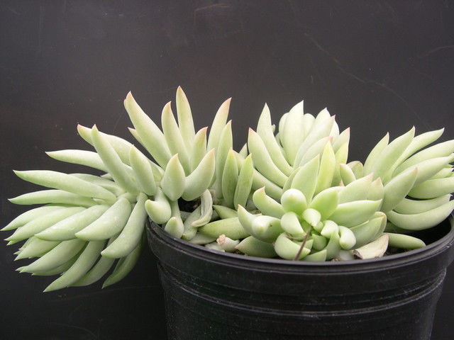 Sedum Brasil