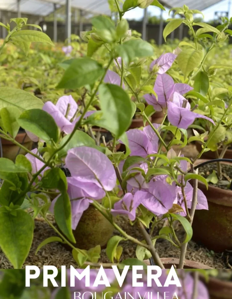 Bougainvillea lilás