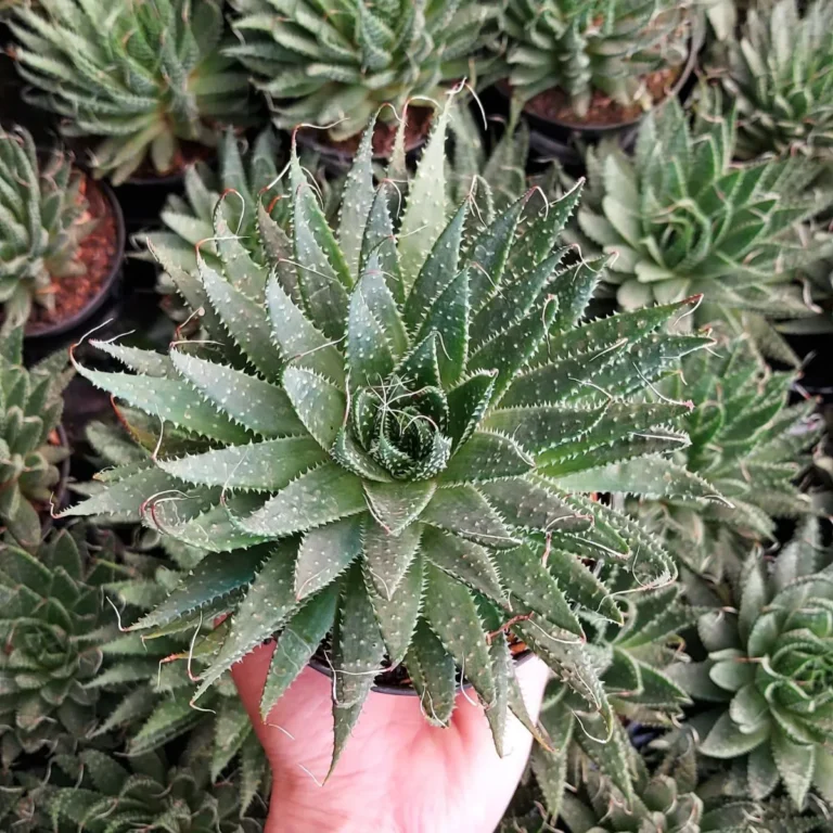 Aloe Aristata